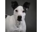 Adopt Snowball a Labrador Retriever, Jack Russell Terrier