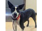 Adopt Bonnie a Husky, Mixed Breed