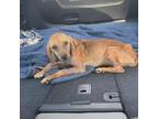 Adopt Merida a Dachshund, Black Labrador Retriever