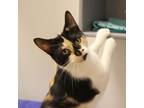 Adopt Betsy a Domestic Short Hair