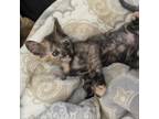 Adopt Macadamia a Domestic Short Hair