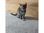 Adopt Pistachio a Domestic Short Hair