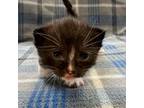 Adopt Madison a Domestic Short Hair