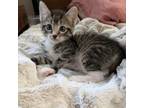 Adopt Walnut a Domestic Short Hair