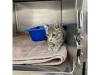 Adopt Lavender a Domestic Short Hair