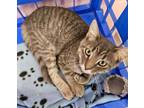 Adopt Dandy a Domestic Short Hair