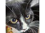 Adopt Stormy a Domestic Short Hair
