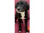 Adopt Libby a Terrier