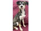 Adopt Autumn a Terrier