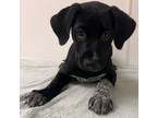 Adopt Sapphire a Pit Bull Terrier, Cattle Dog