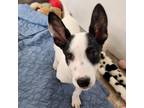 Adopt Jolene a Australian Shepherd, Terrier