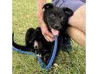 Adopt Raven a Australian Shepherd, Terrier