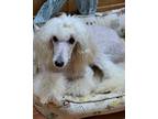 Adopt Bijou a Poodle