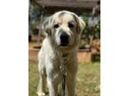 Adopt Martuska a Great Pyrenees