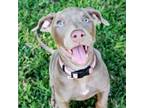 Adopt Mrs. Grey a Weimaraner, Chocolate Labrador Retriever