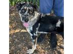 Adopt RONNIE a Catahoula Leopard Dog, Mixed Breed