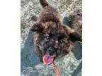 Adopt SALT a Shiba Inu, Jindo