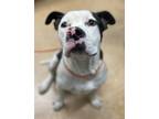 Adopt Peter a American Staffordshire Terrier, Mixed Breed