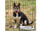 Adopt Izzy Missouri a Shiba Inu