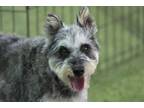 Adopt Matilda a Schnauzer