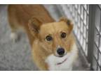 Adopt Nadine a Cardigan Welsh Corgi
