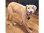 Adopt Trudy Kay 24096 a Cocker Spaniel