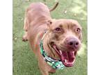 Adopt Myla a American Staffordshire Terrier, Mixed Breed