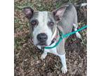 Adopt Marley a Terrier, Mixed Breed