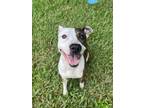 Adopt Brittany a Pit Bull Terrier, Mixed Breed
