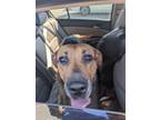 Adopt Sissy a Pit Bull Terrier, Mixed Breed
