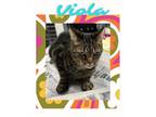 Adopt Viola a Domestic Medium Hair, Domestic Short Hair