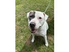 Adopt Mercy a Pit Bull Terrier, Mixed Breed