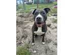 Adopt Gaia a Pit Bull Terrier, Mixed Breed