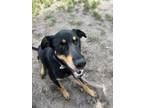 Adopt Amber a Doberman Pinscher, Mixed Breed