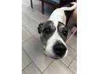 Adopt Krystal a Pointer, Pit Bull Terrier