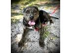 Adopt Noodle a Pit Bull Terrier, Mixed Breed
