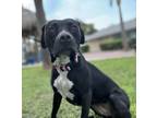 Adopt Peach a Pit Bull Terrier, Mixed Breed