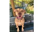 Adopt Sam a Mixed Breed