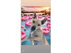 Adopt Liberty a Pit Bull Terrier, Mixed Breed