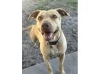 Adopt Chynna a Pit Bull Terrier, Mixed Breed
