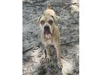 Adopt Freya a Boxer, Mixed Breed
