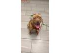 Adopt Katrina a American Staffordshire Terrier, Mixed Breed