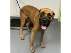Adopt Maci a Bullmastiff, Mixed Breed