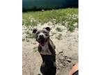 Adopt Nugget a Pit Bull Terrier, Mixed Breed