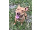 Adopt Mia a Pit Bull Terrier, Mixed Breed
