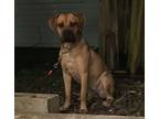 Adopt Star a Cane Corso