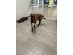 Adopt Yuri a Pit Bull Terrier, Mixed Breed