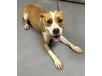 Adopt ChocoBerry a American Staffordshire Terrier, Mixed Breed