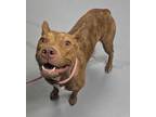 Adopt Elsa a Pit Bull Terrier, Mixed Breed