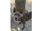 Adopt Birdie a Pit Bull Terrier, Mixed Breed